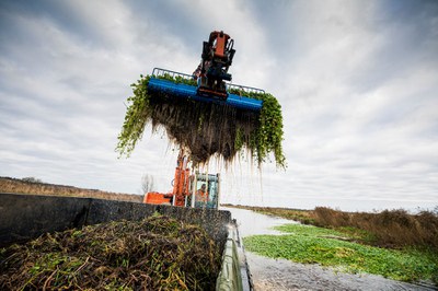 Bestrijding van de grote waternavel Foto Daniël Hartog.jpg