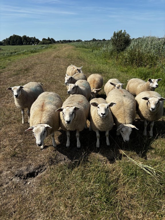 Beweidingsverbod op regionale waterkeringen Beweidingsverbod