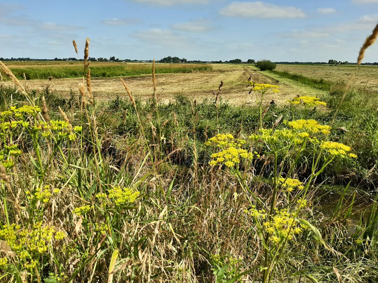 Polder De Dulf-Janssenstichting