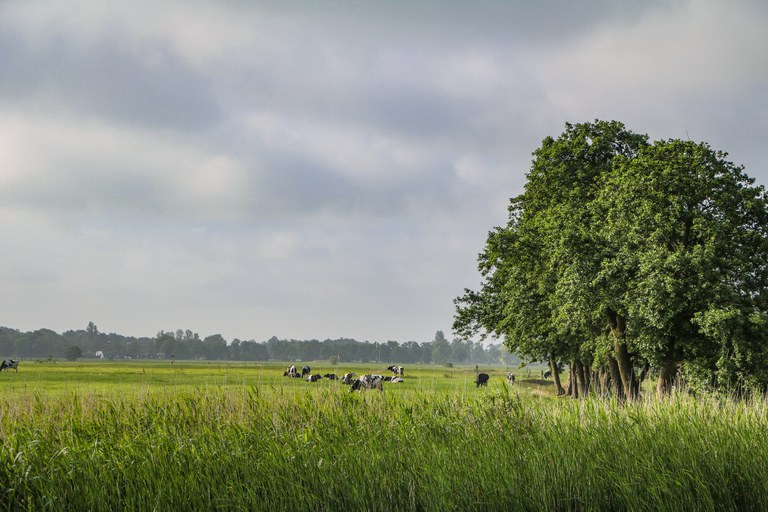 fplg foto.jpg Landelijk gebied in Fryslân. Op de voorgrond van de foto zie je gras met in de verte koeien in een weiland. Rechts op de foto zie je een rij bomen.