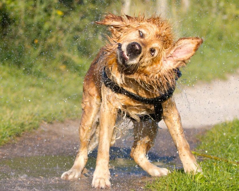 Honden katten (2).jpg Honden katten (2).jpg