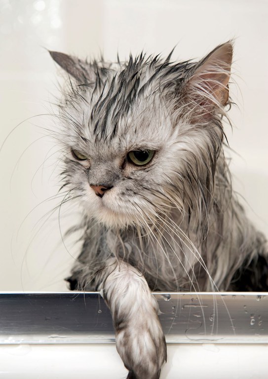 Honden katten (4).jpg Honden katten (4).jpg